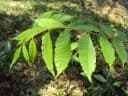 Zanthoxylum rhetsa