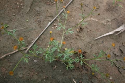 Chrysanthellum indicum