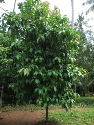 Flacourtia jangomas