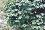 Anonidium mannii