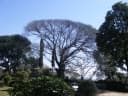 Albizia amara