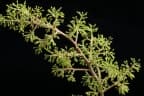 Vitis tiliifolia