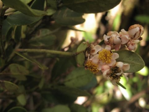 Calophyllum drouhardii