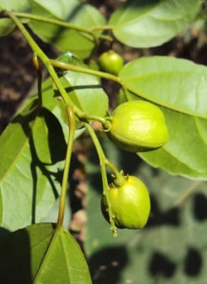Croton tiglium