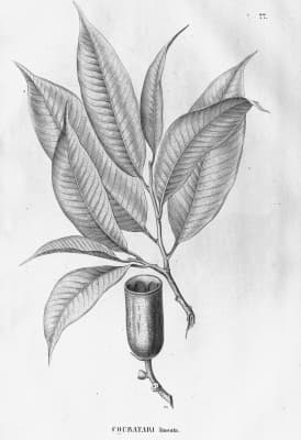 Allantoma lineata