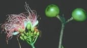 Caryocar microcarpum