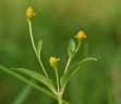 Acmella uliginosa