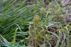 Pteridium aquilinum