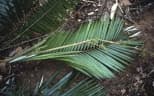 Calamus discolor