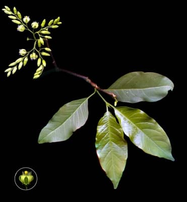 Vangueria apiculata