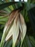 Pandanus tectorius