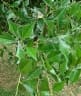 Jodina rhombifolia