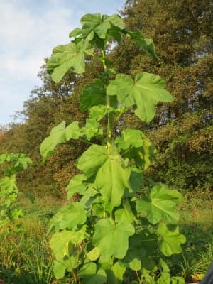 Malva verticillata
