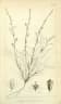 Oxygonum alatum