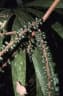 Pholidostachys synanthera