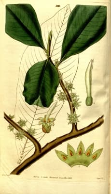 Myrsine capitellata