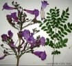 Jacaranda puberula