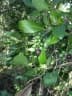 Coccoloba diversifolia