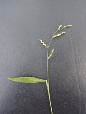 Brachiaria deflexa