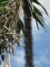 Bactris ferruginea