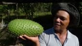 Annona muricata