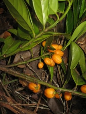Casearia nigrescens