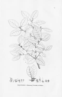 Ficus hirsuta