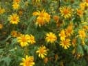 Tithonia diversifolia