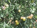 Afrocarpus falcatus