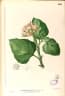 Clerodendrum chinense