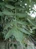 Rhus chinensis