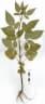 Bidens pilosa