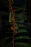 Pycnanthus angolensis