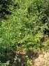Solanum erythracanthum