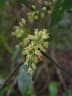 Protium heptaphyllum