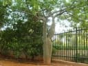 Ceiba insignis