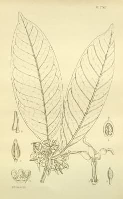Hunteria umbellata