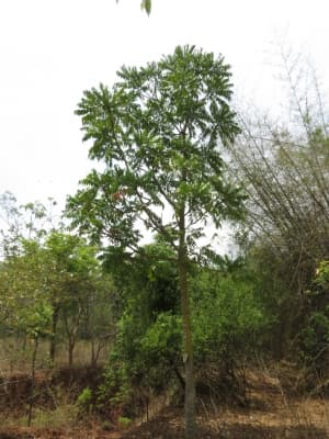 Ailanthus triphysa
