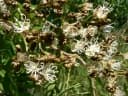 Julbernardia paniculata