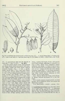 Cotylelobium burckii