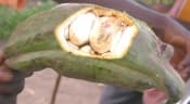 Cola acuminata
