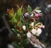 Gaultheria myrsinoides