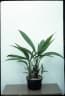 Molineria capitulata
