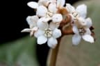 Nectandra reticulata