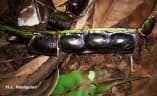 Parkia filicoidea