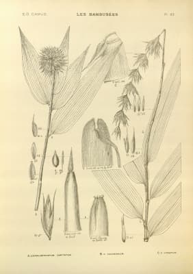 Cephalostachyum virgatum