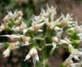Gymnanthemum amygdalinum