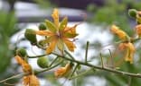 Delonix elata