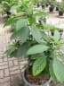 Solanum spirale
