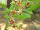 Limonia acidissima